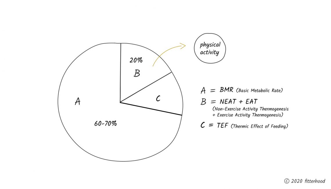 fitterhood How the body burns energy: Basal Metobolic Rate, NEAT, EAT, and TEF.