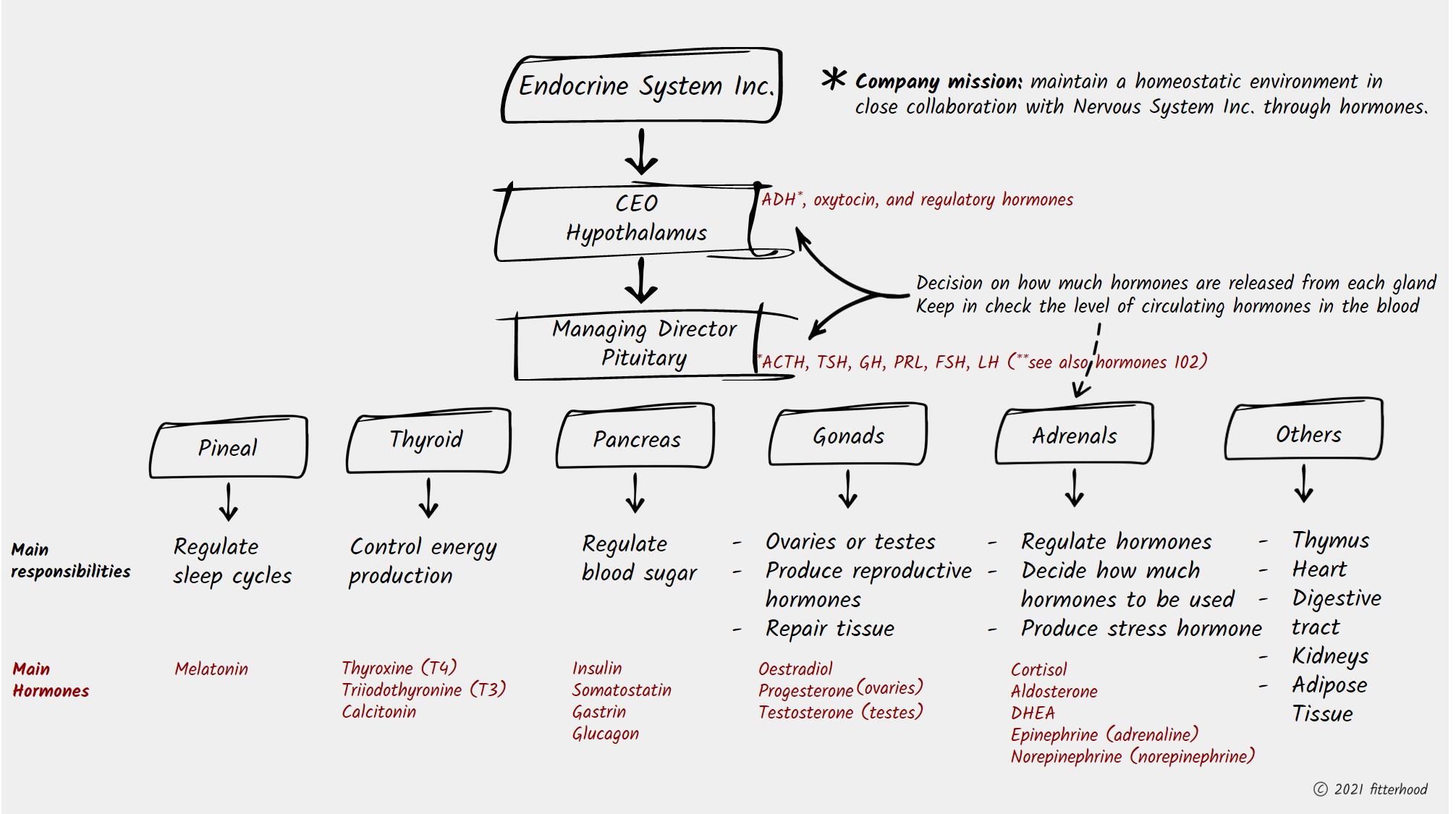 fitterhood Endocrinne system 101