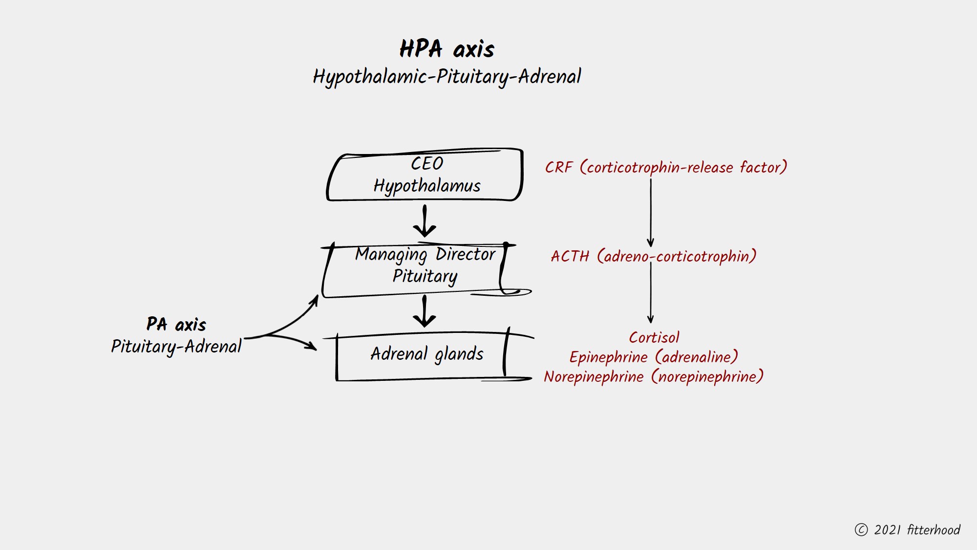 fitterhood on the HPA axis and stress response