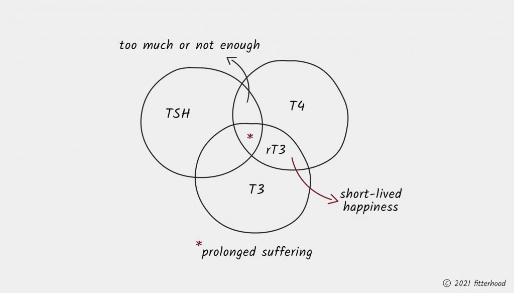 fitterhood on the full thryroid process tsh-t4-t3-rt3