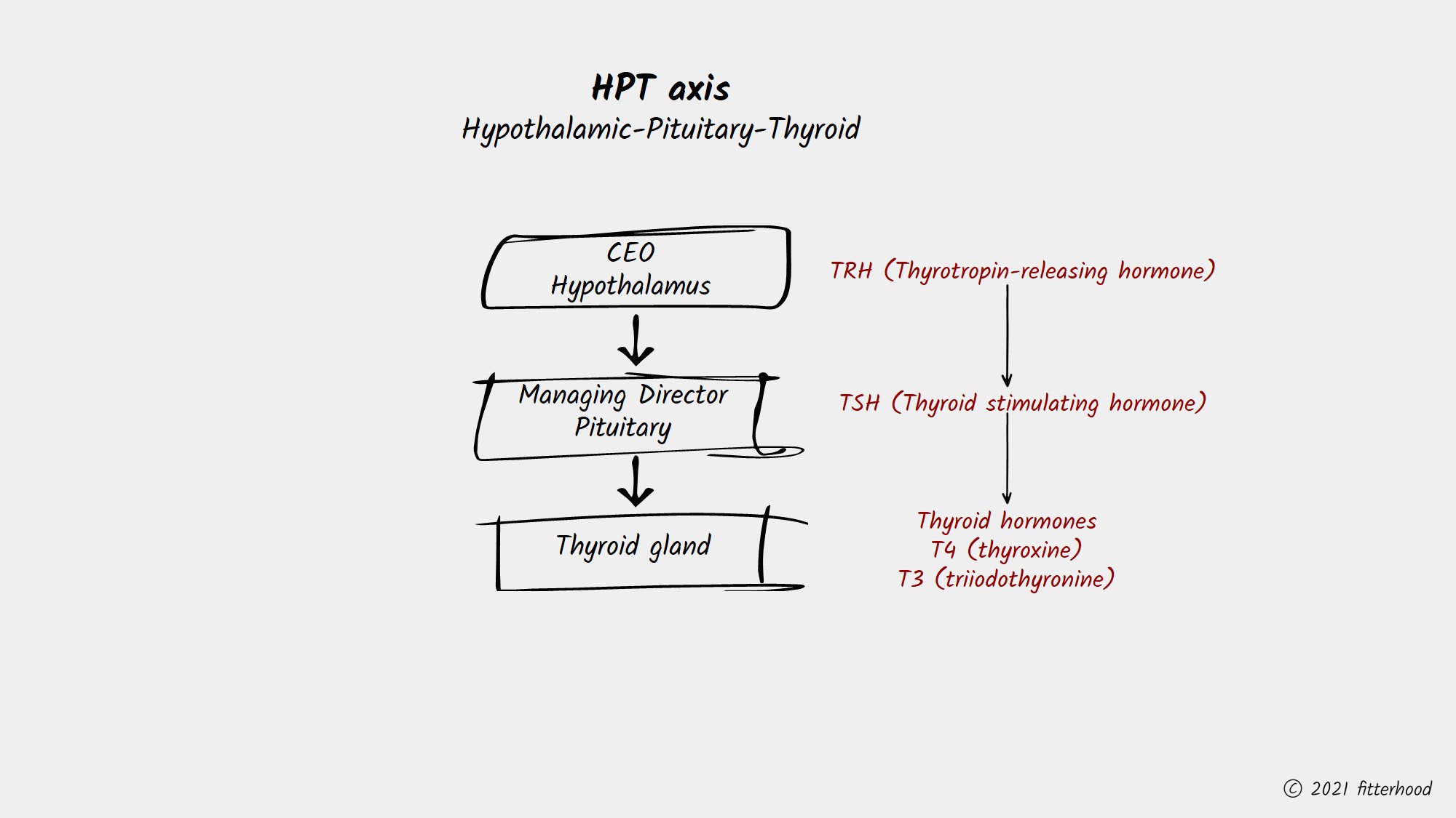 fitterhood hypothalamus Pituitary HPT axis